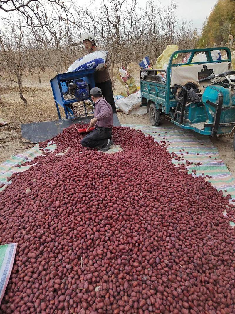 和田大枣种植方法
