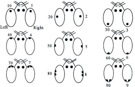 实验动物标记方法