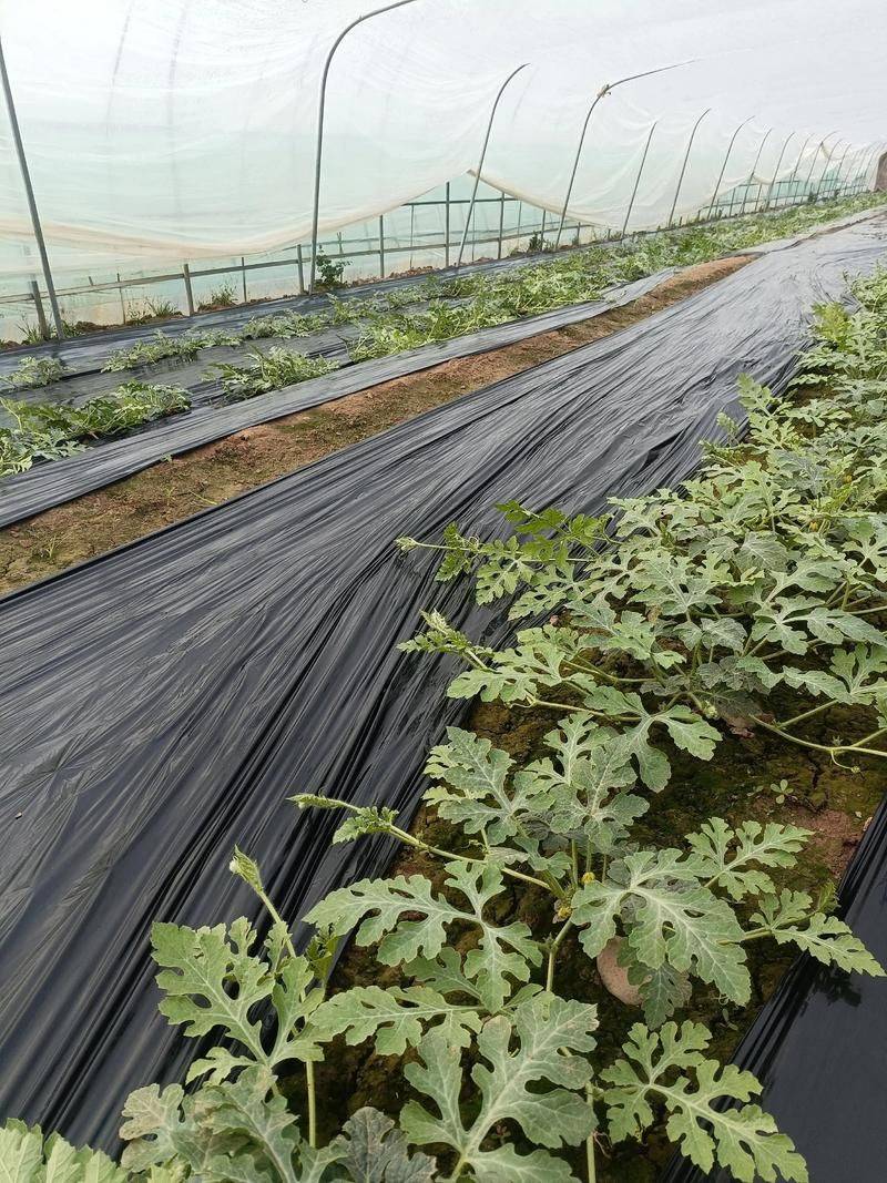 大棚瓜种植技术