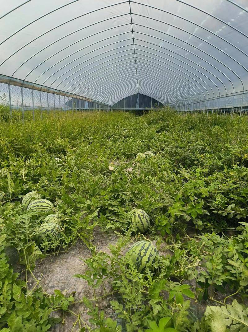 大棚瓜种植技术