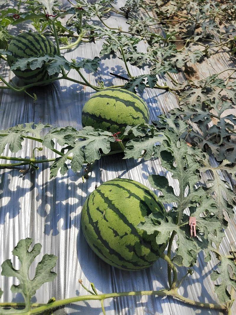 大棚瓜种植技术