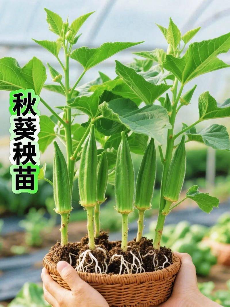 黄秋葵的种植方法及管理技能
