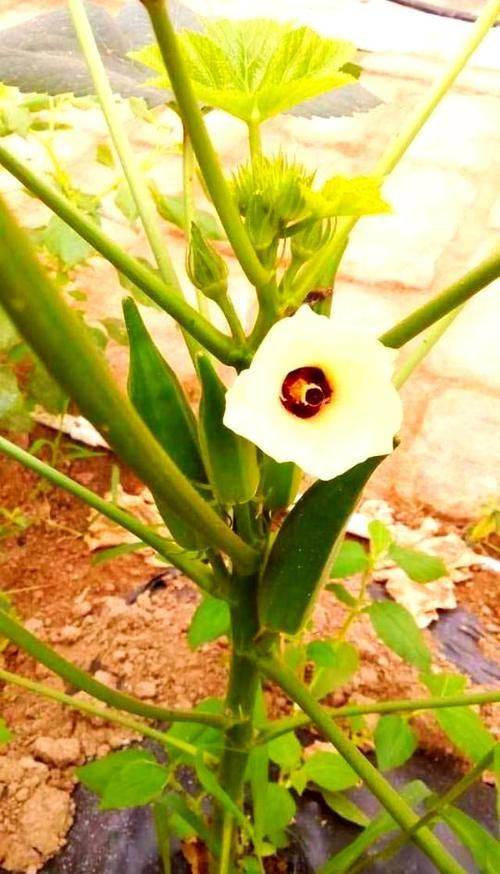 黄秋葵的种植方法及管理技能