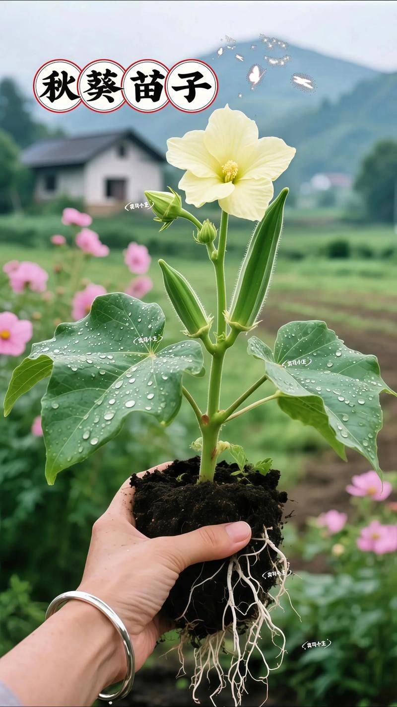 黄秋葵的种植方法及管理技能