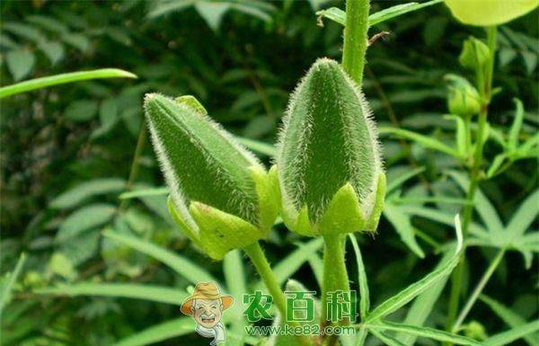 黄秋葵的种植方法及管理技能