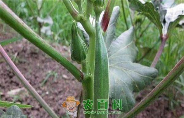 黄秋葵的种植方法及管理技能