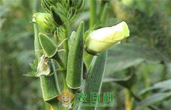 黄秋葵的种植方法及管理技能