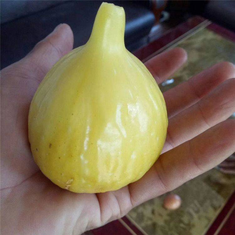 种植什么果树前景好