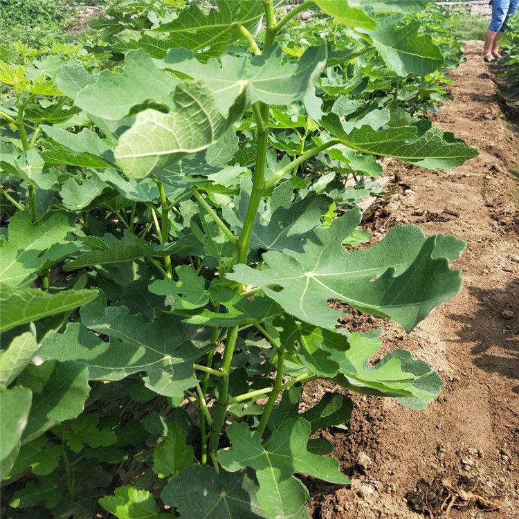 种植什么果树前景好