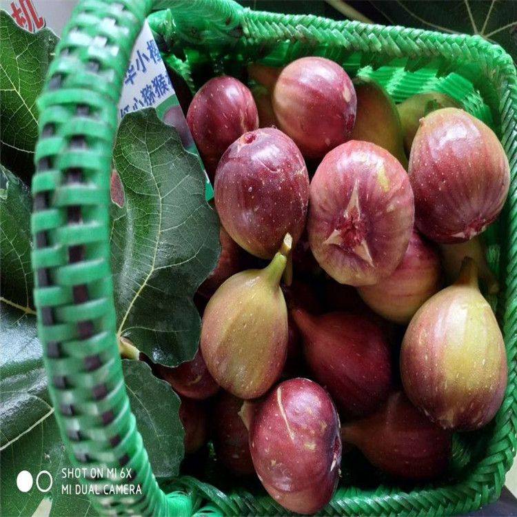 种植什么果树前景好