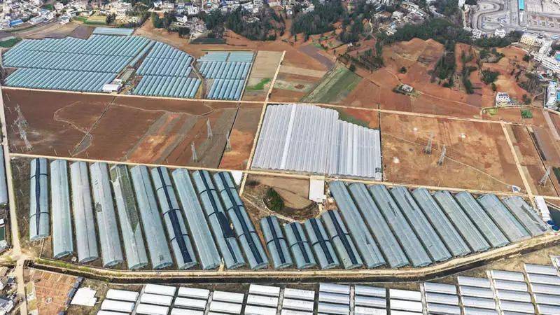 农村蔬菜大棚种植技术