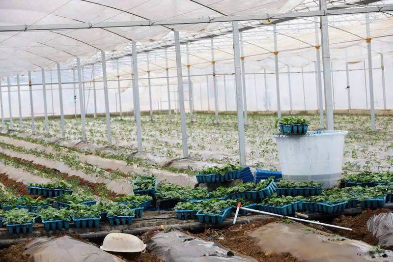 农村蔬菜大棚种植技术