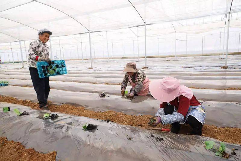 农村蔬菜大棚种植技术