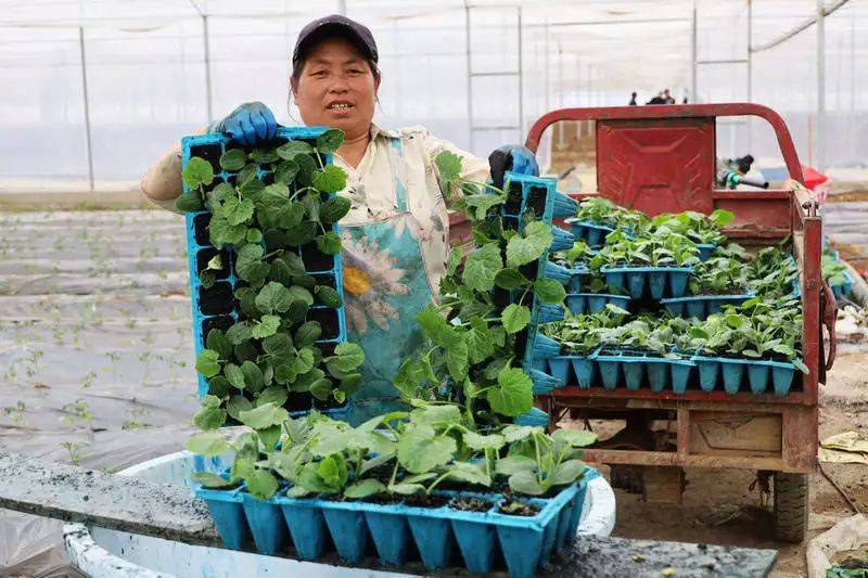 农村蔬菜大棚种植技术