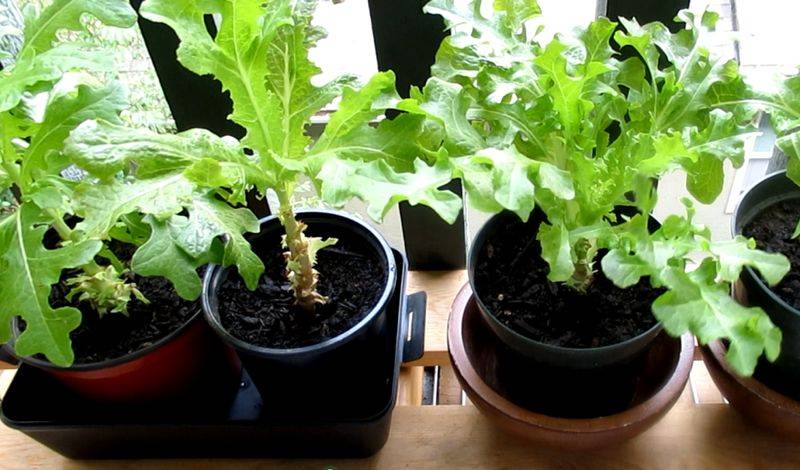 菜椒的种植方法和时间