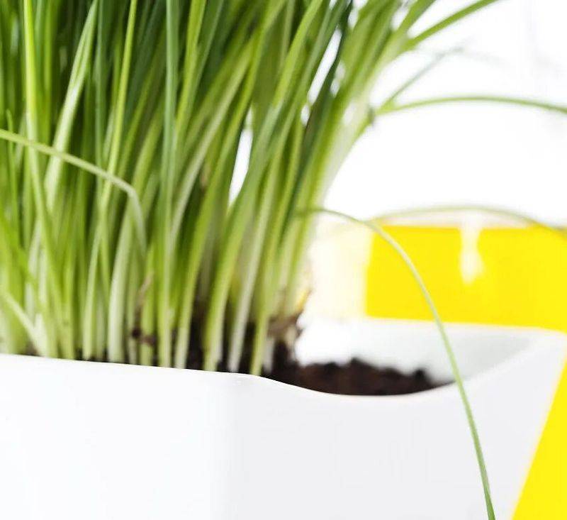 菜椒的种植方法和时间