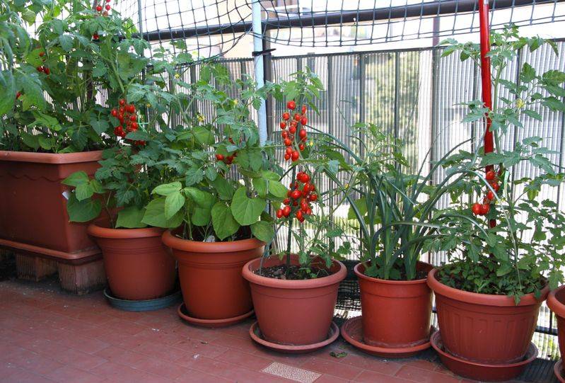 菜椒的种植方法和时间