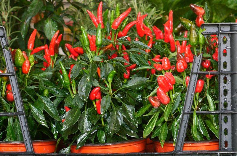 菜椒的种植方法和时间