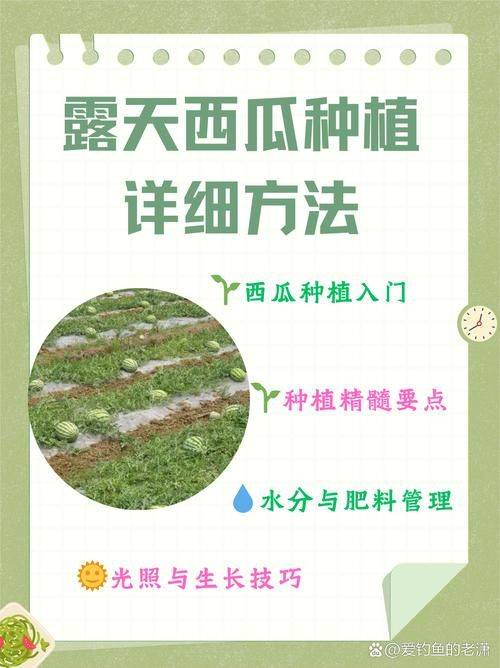 大棚麒麟西瓜8424种植技术