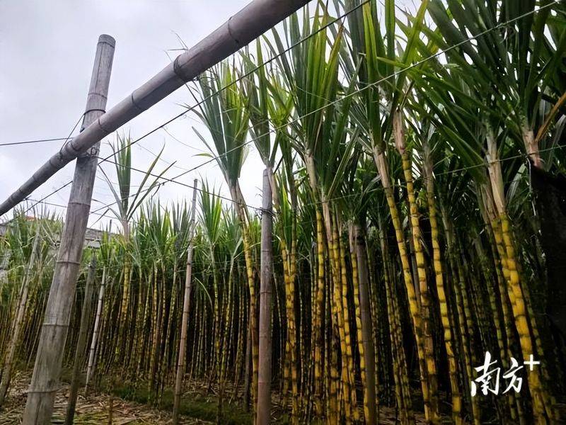 果蔗种植技术