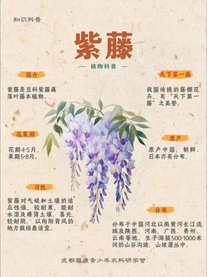 紫藤的栽培技术以及园林用途