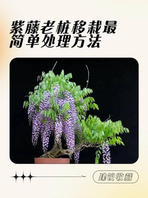 紫藤种植方法