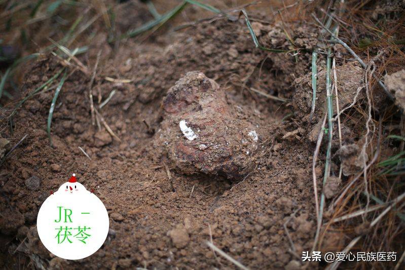 金盾出版社刺五加种植技术图书