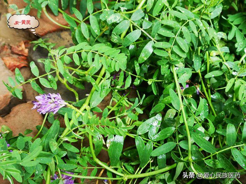 金盾出版社刺五加种植技术图书