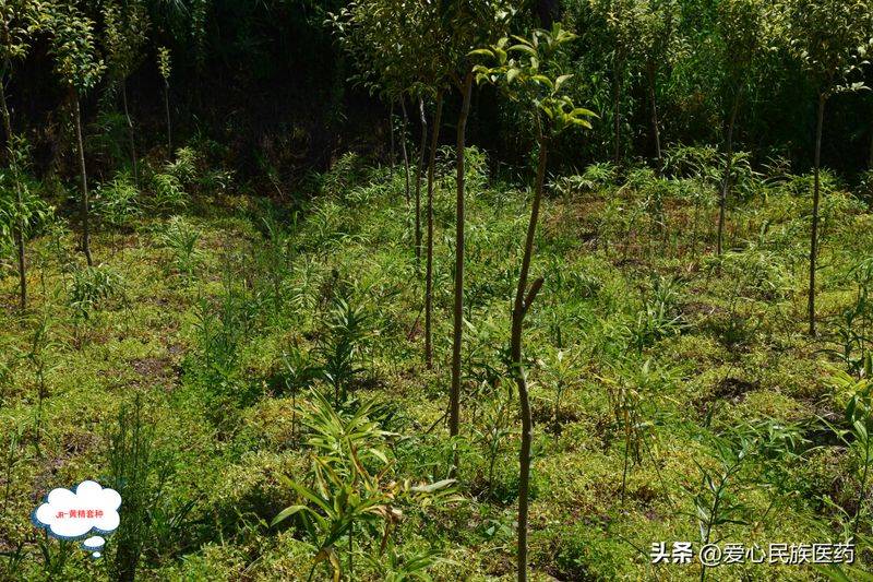 金盾出版社刺五加种植技术图书