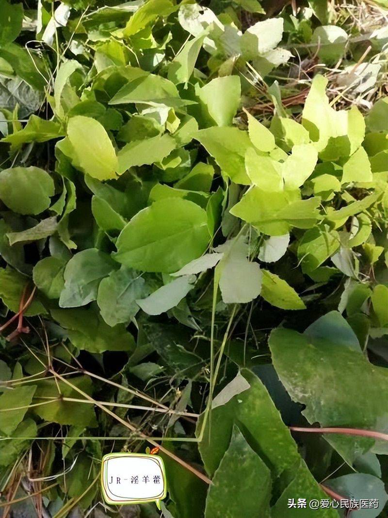 金盾出版社刺五加种植技术图书