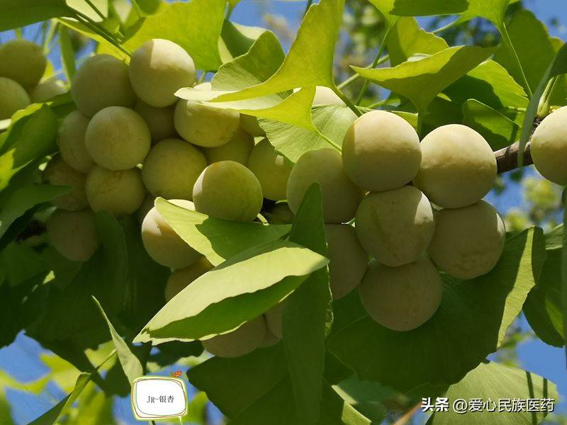 金盾出版社刺五加种植技术图书