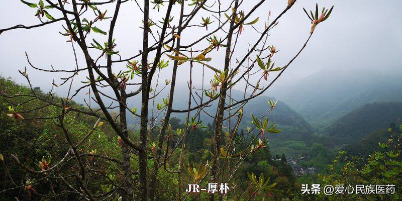 金盾出版社刺五加种植技术图书