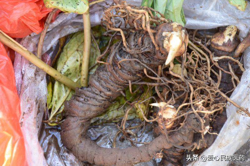 金盾出版社刺五加种植技术图书