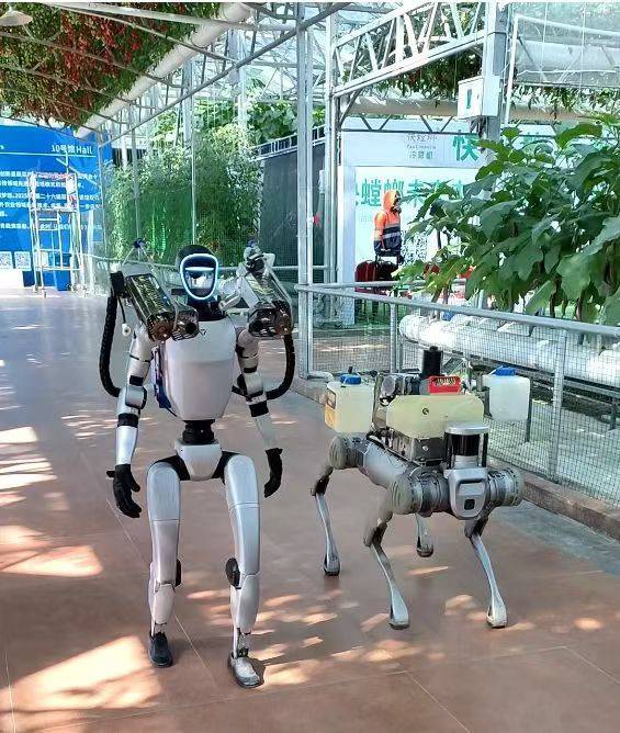 农村蔬菜大棚种植技术