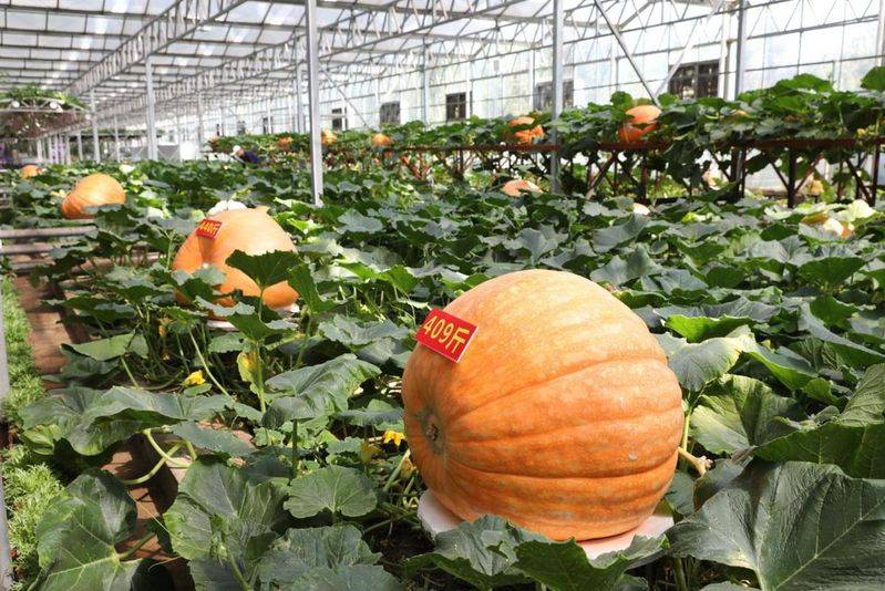 农村蔬菜大棚种植技术