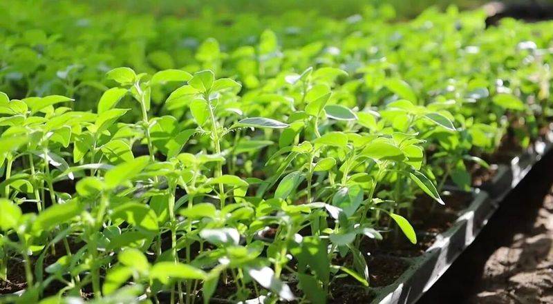 农村蔬菜大棚种植技术