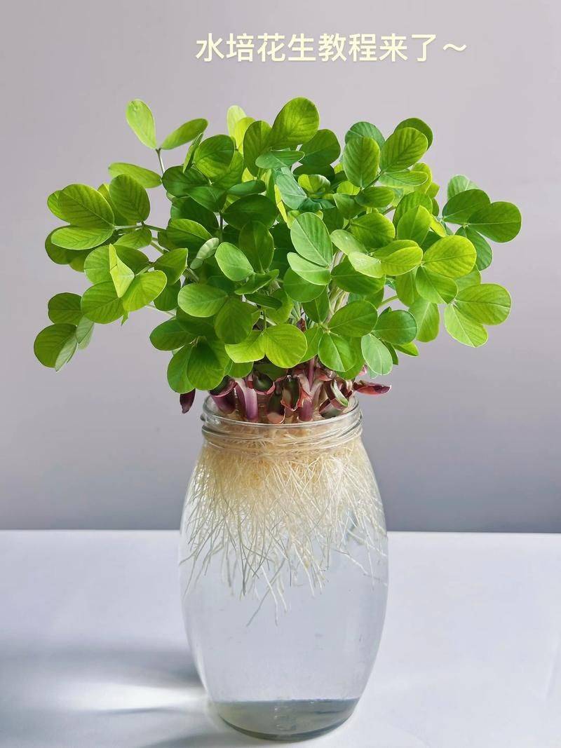 水培睡莲室内种植方法