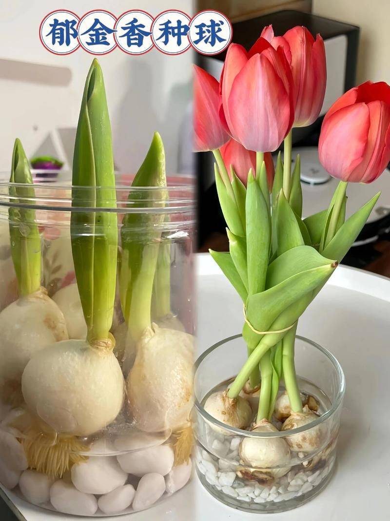 水培睡莲室内种植方法