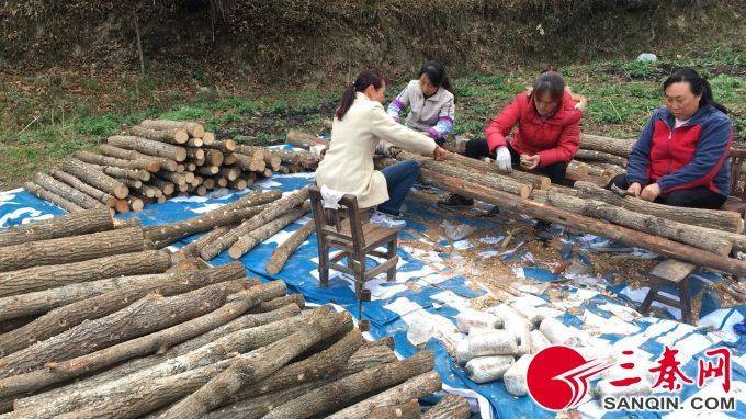椴木香菇种植技术