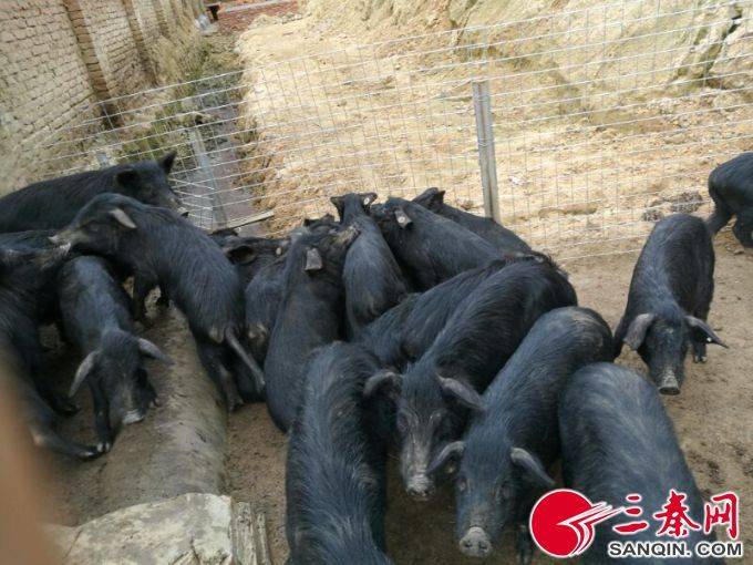 椴木香菇种植技术