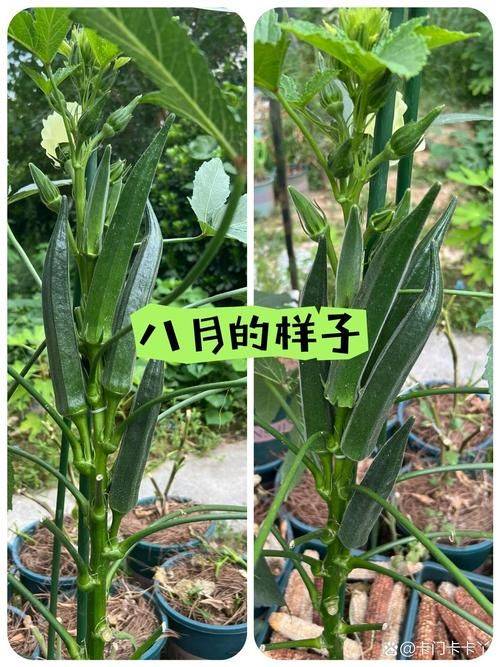 黄秋葵的种植方法及管理技能