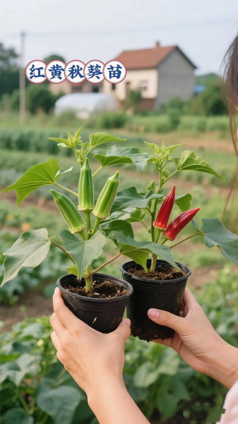 黄秋葵的种植方法及管理技能