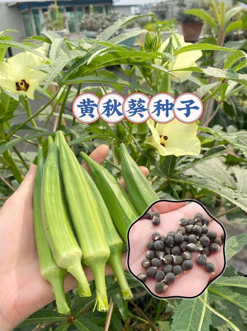 黄秋葵的种植方法及管理技能