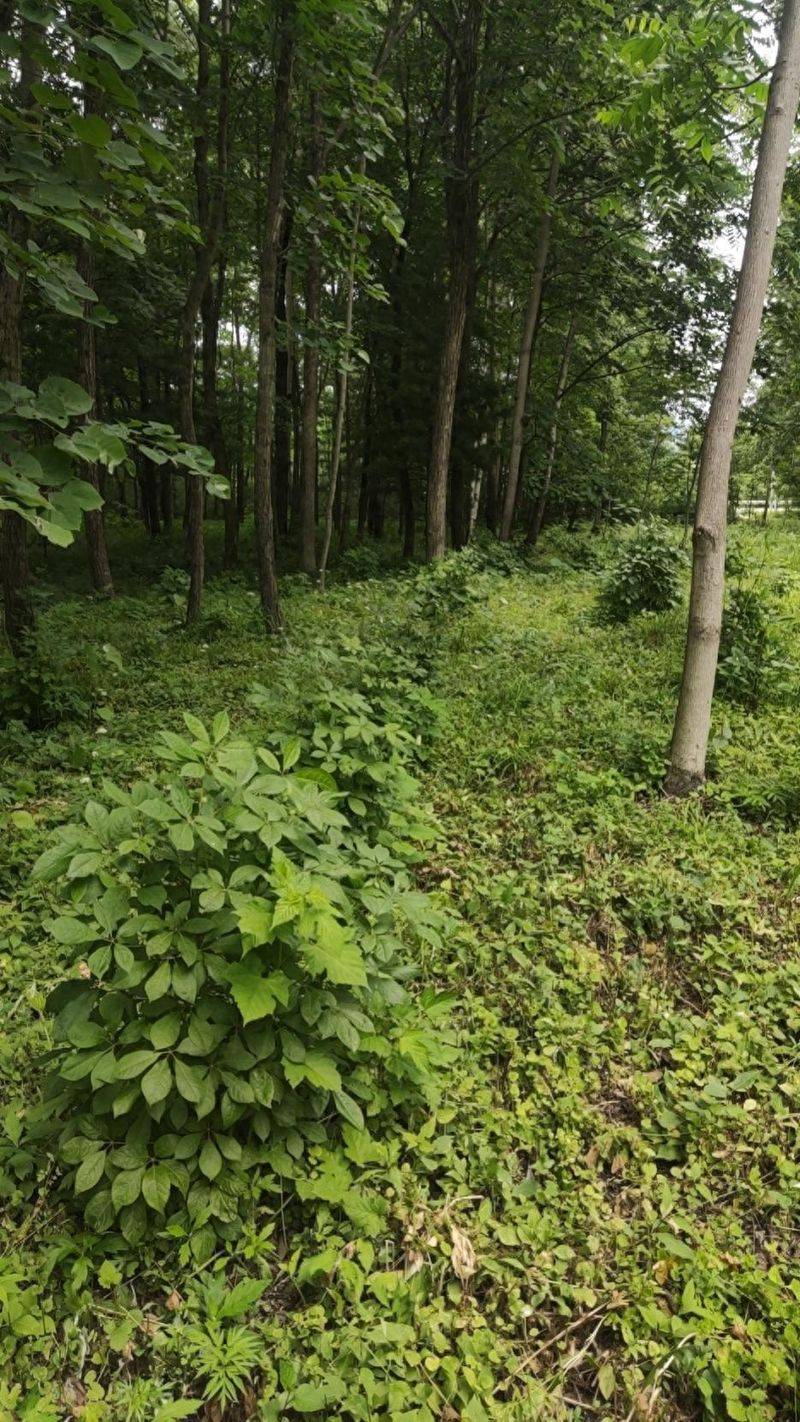 金盾出版社刺五加种植技术图书