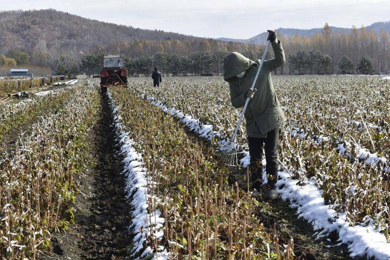 金盾出版社刺五加种植技术图书