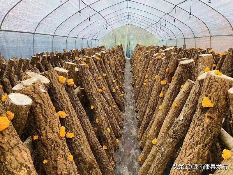 椴木香菇种植技术