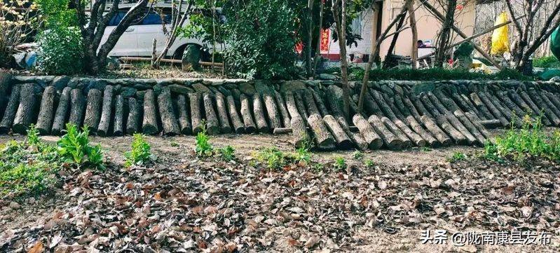 椴木香菇种植技术