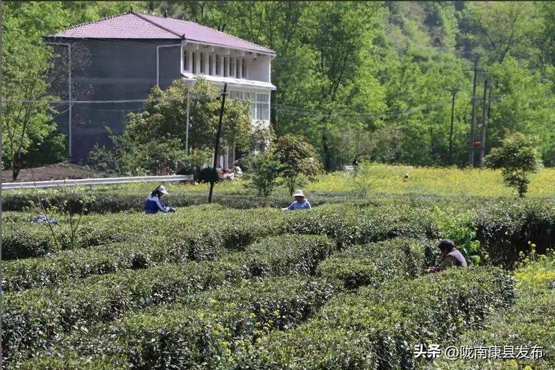 椴木香菇种植技术