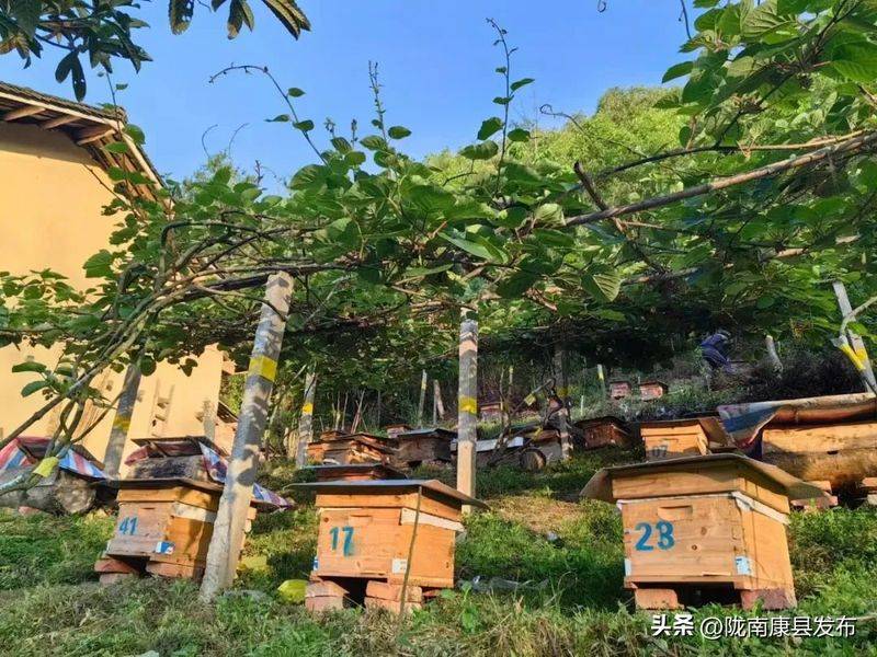 椴木香菇种植技术