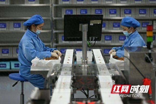 云南虫草种植技术视频